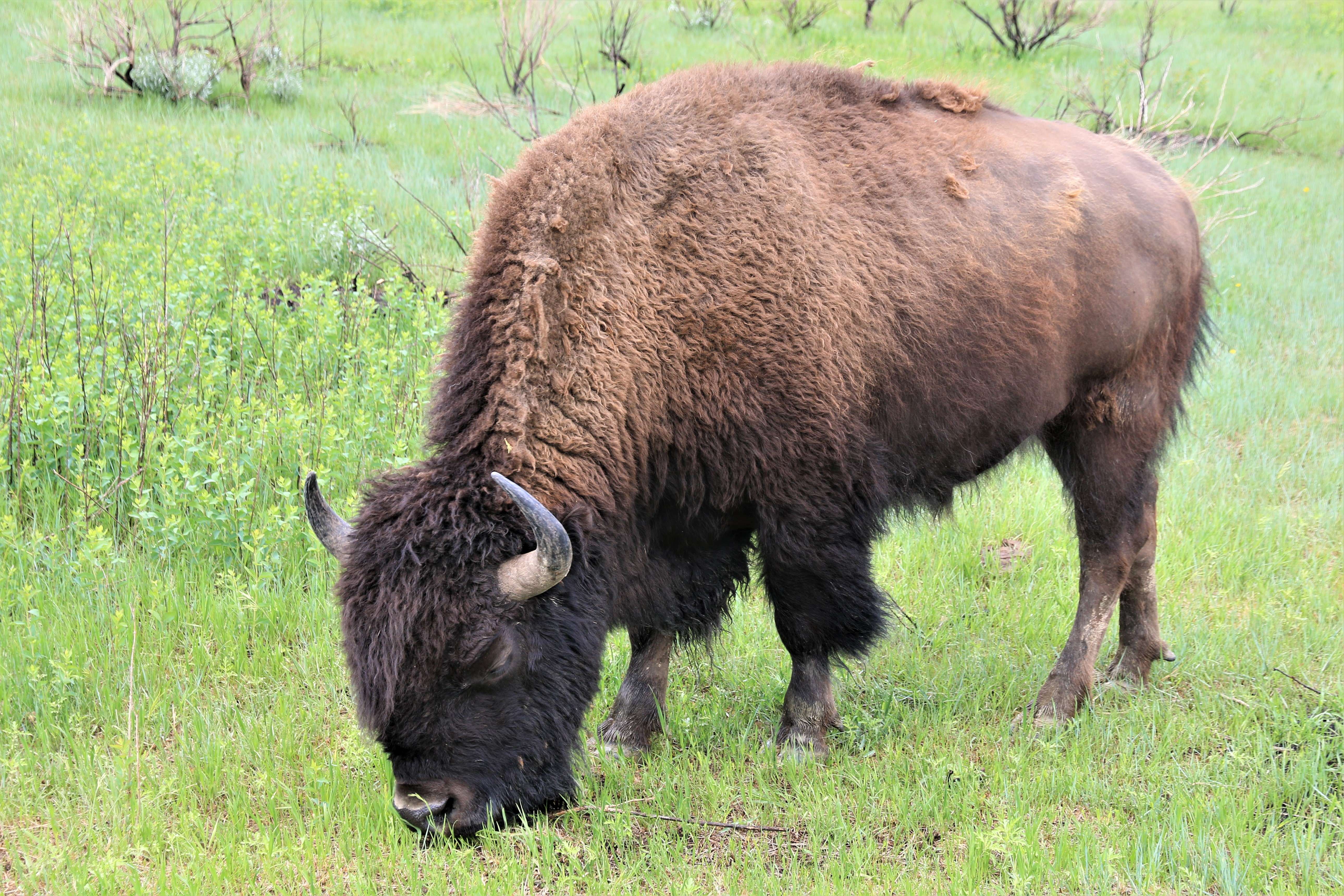 Theodore Roosevelt NP